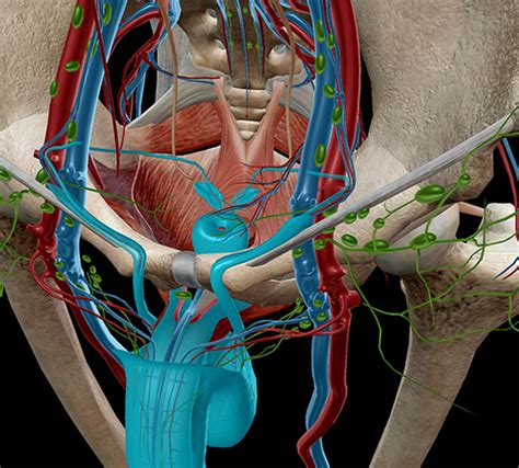 Male Anatomy Male Reproductive Anatomy Reproductive Medbullets Step 1 Take A Sneak Peek At