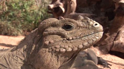 Yes,beardies are better than iguanas because iguanas grow to big and they need a walk in a room.beardies they don't grow to big they are very pets plus have a variety of pets on offer. Rhinoceros Iguana - YouTube