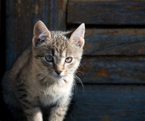 Second, the sofa can be cleaned with a solution of baking soda, or using tissues and a carpet spray sold in grocery stores. How to Remove Cat Urine in a Carpet by Steam Cleaning - Pets