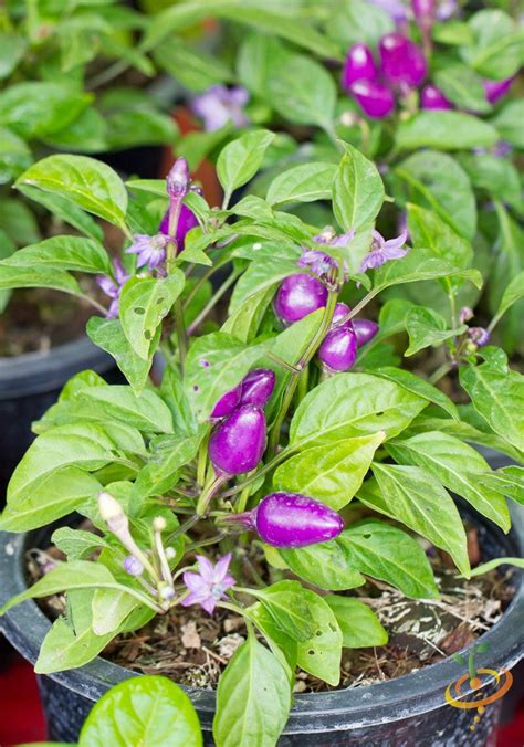 Pepper Pretty Purple Hot