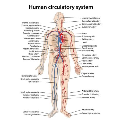Arteries Veins And Capillaries Respiratory System Arteries And My Xxx Hot Girl