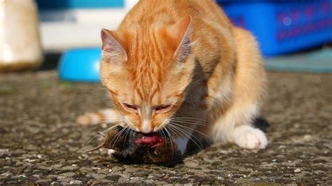 Particular Estudio Parásito Presente En Heces De Gatos Haría Lucir Más