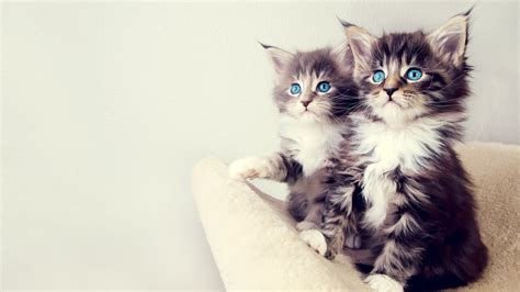 Cute definition, attractive, especially in a dainty way; wallpaper cute cat - HD Desktop Wallpapers | 4k HD