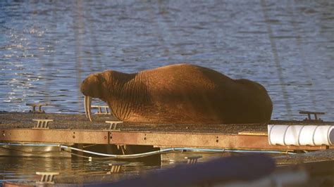 Thor The Wandering Walrus Turns Up Again This Time In Northumberland
