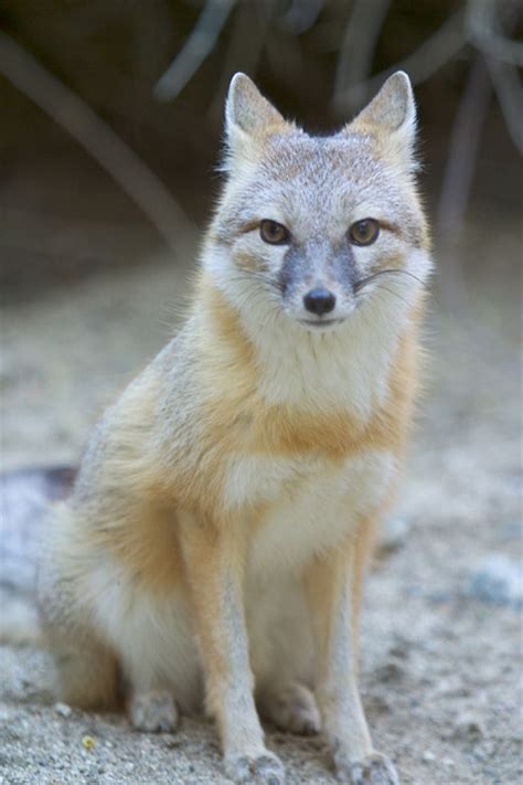 Swift Fox Natural History