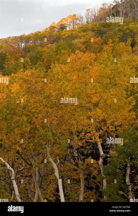 Utah Usa Aspen Trees Populus Tremuloides In Autumn Sevier Plateau