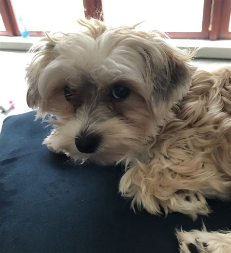 How To Clean And Prevent Morkie Tear Stains – Your Small Dog Guide