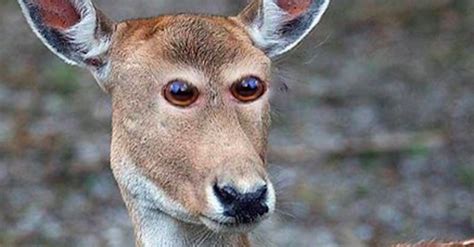 How Animals Would Look Like If Their Eyes At The Front Small Joys