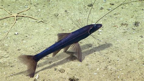 The Tripod Fish Doing Its Thing 5600 Ft Rthedepthsbelow