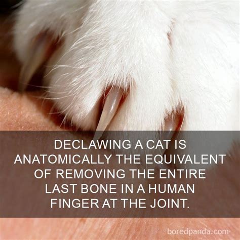 68 Amazing Cat Facts That You Probably Didnt Know Cat Facts Cats