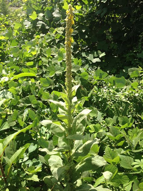 Tall Stalk Weed With Yellow Flowers The Home Garden