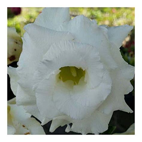 Buy Rare Adenium Obesum Double Flower Grafted Mature Easy Care Desert Rose New Hybrids