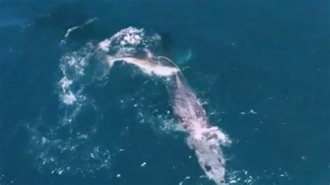 Video Shows Shark Killing Humpback Whale Off South Africa Au