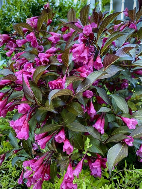 Weigela Planters Place