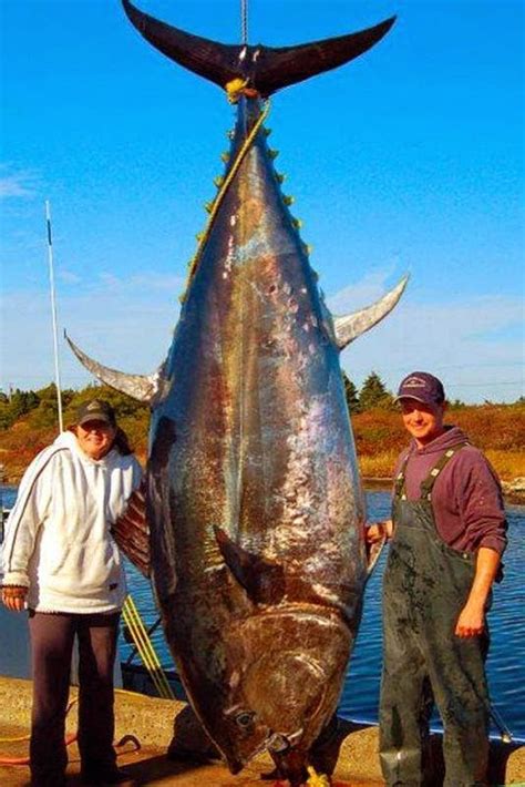 Size Of Tuna Fish