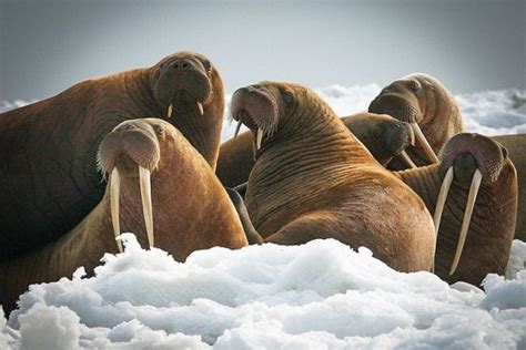 Walrus Is Smarter More Dangerous And More Musical Than You Think