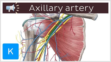 Axillary Artery Anatomical Terms Pronunciation By Kenhub Youtube