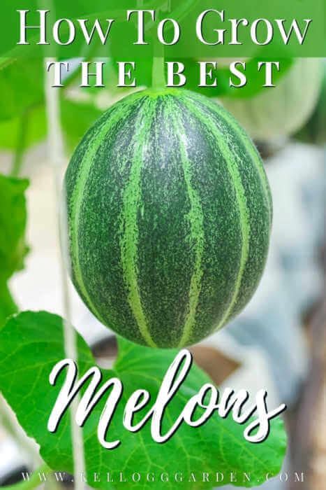 Tips For Growing Successful Melons Kellogg Garden Organics