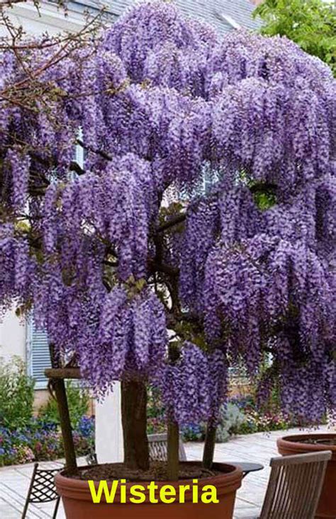 Browse our wide selection of beautiful accent trees, flowering shrubs, perennials & more. Top 10 Pergola Plants to Grow your Pots - Home Gardeners