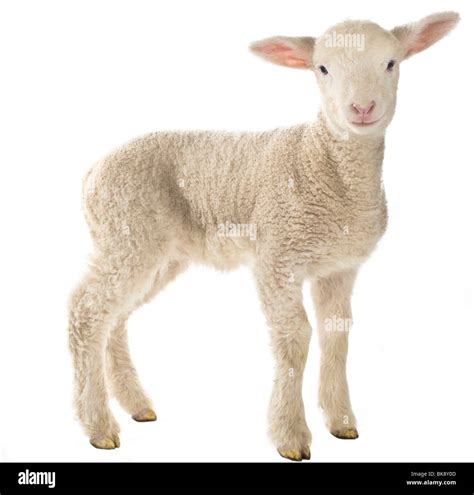 Lamb Stock Photo Alamy