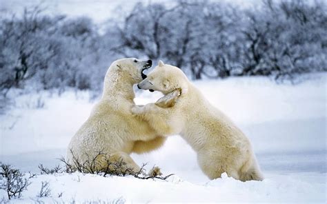 2560x1080 Resolution Two White Polar Bears Fighting Hd Wallpaper