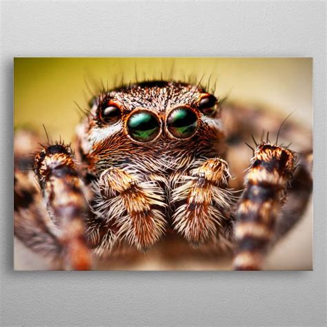 Portrait Of Jumping Spider Poster By Lukas Jonaitis Displate