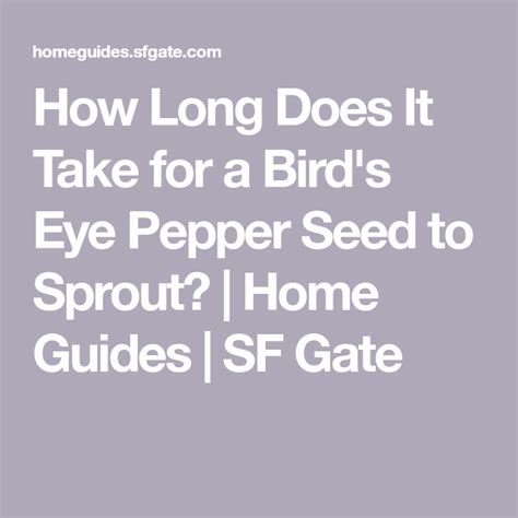 Kicking off the seed sprouting process. How Long Does It Take for a Bird's Eye Pepper Seed to ...