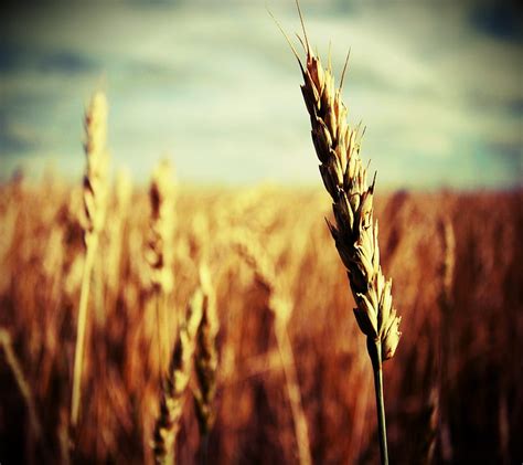 Grain Of Wheat Field Grain Sunlight Wheat Hd Wallpaper Peakpx