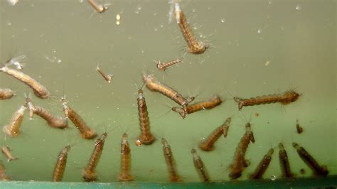Do Mosquito Larvae Swim In The Water Peepsburghcom