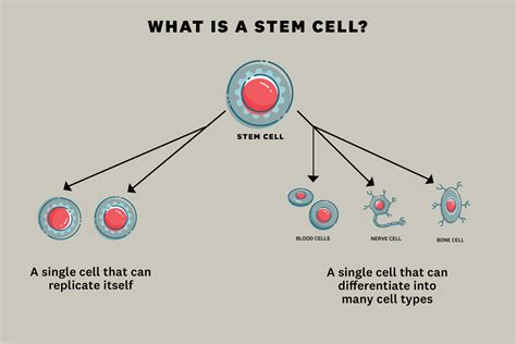 Stemcell technologies develops cell culture media, cell separation systems, instruments and other reagents for use in life sciences research. USC stem cell researchers are making life-changing discoveries