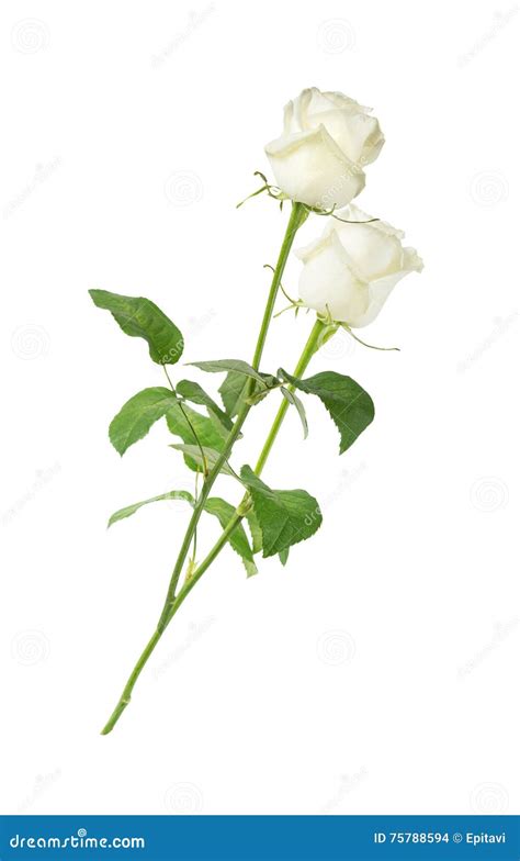 White Roses On A White Background Stock Photo Image Of Botanic