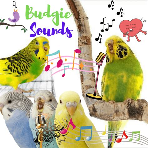 Budgie Sounds What Is My Budgie Telling Me Budgie Noises