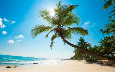 Download Wallpapers Palm Tree Coast Tropical Island Summer Travel Seascape Ocean Caribbean