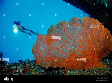 Diver And Red Sea Fan Similan Islands Thailand Stock Photo Alamy