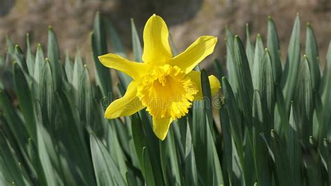 Lovely Bunch Of Beautiful Yellow Daffodils Growing In Walled Stock