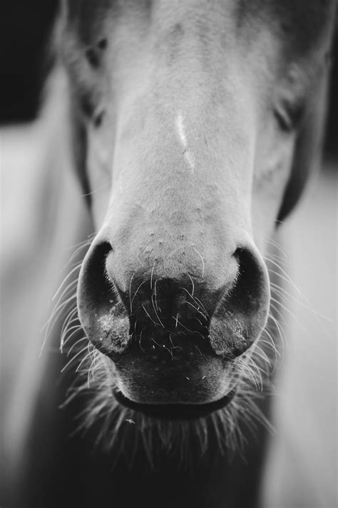 Grayscale Photo Of Horse Photo Free Grey Image On Unsplash