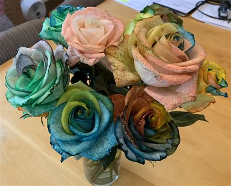 Experiment Making Rainbow Roses Rainbow Roses Rose Rainbow