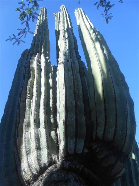 Bohemian ValhallaMexican cardon cactus | Bohemian ...