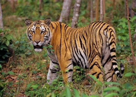 Gallery gambar flora dan fauna drawings art gallery. Jenis-Jenis Harimau Terganas Didunia dan Klasifikasinya ...