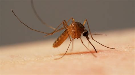 Watch Mosquitoes Use 6 Needles To Suck Your Blood Knkx