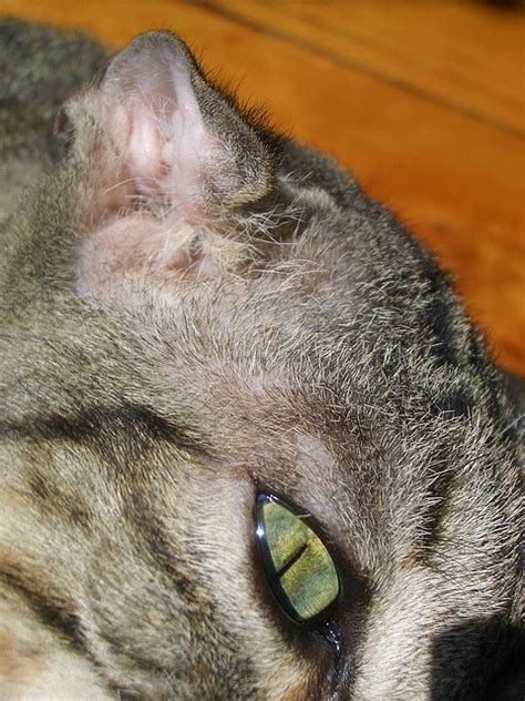 Ear Hematoma What Are They And How Do Pets Get Them Pawsitively Pets