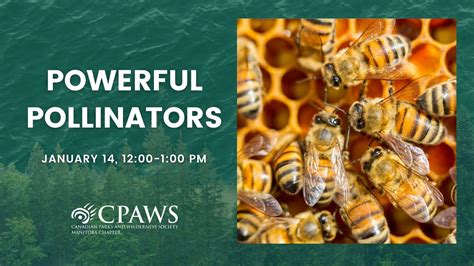 Powerful Pollinators How Manitobas Honeybees Help Feed Us Cpaws