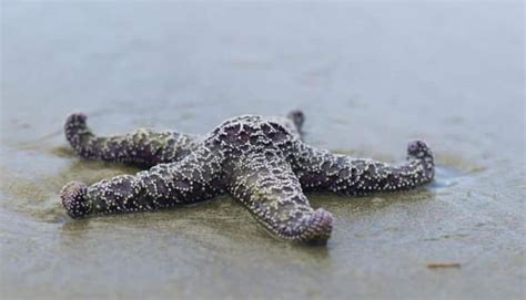 Are Starfish Dangerous Can You Touch A Starfish Wild Explained