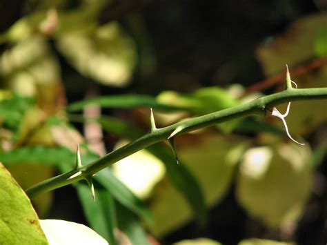 Vine Free Stock Photo A Vine With Thorns 617