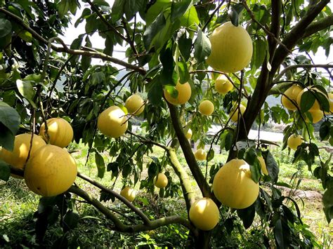 Some types of pomelo have white flowers. Pomelo tree 沙田柚 | Jiaoling, China 蕉嶺 高思 | MelindaChan ...