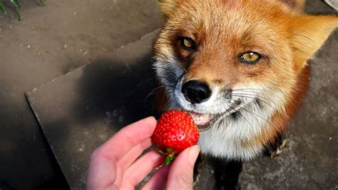 Adorable Foxes Eating Strawberry Slow Motion Eating Youtube