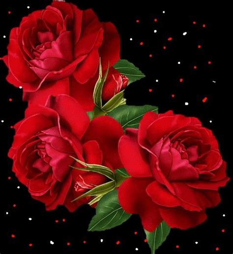 Beautiful Red Roses S Plants Flowers Quick Red Roses Pictures