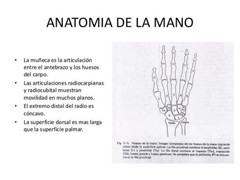 Anatomia Funcional De La Mano