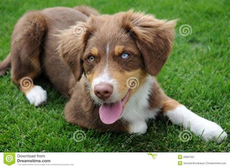Australian Shepherd Puppy Stock Image Image 26067051