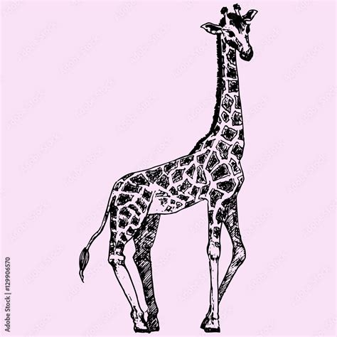 Giraffe Doodle Style Sketch Illustration Hand Drawn Vector Stock